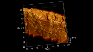 以 3D 渲染并与横向力显微镜图像叠加的接触模式地形图像很好地显示了鳞片的形态以及人类头发上的一些发胶液滴。
